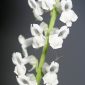 Anarrhinum laxiflorum Boiss.