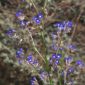 Anchusa calcarea subsp. losadae (Valdés) Valdés