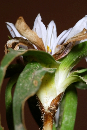 Androcymbium gramineum (Cav.) Macbride