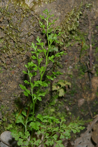 Anogramma leptophylla (L.) Link