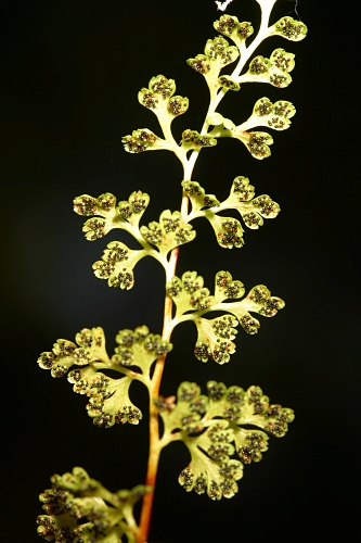 Anogramma leptophylla (L.) Link