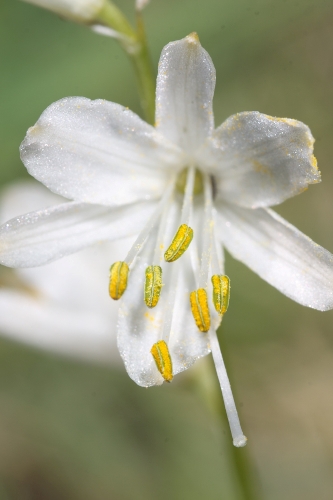 Anthericum baeticum (Boiss.) Boiss.