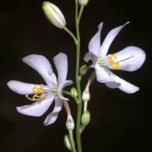 Liliaceae