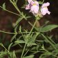Antirrhinum australe Rothm.