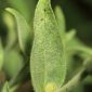Antirrhinum australe Rothm.