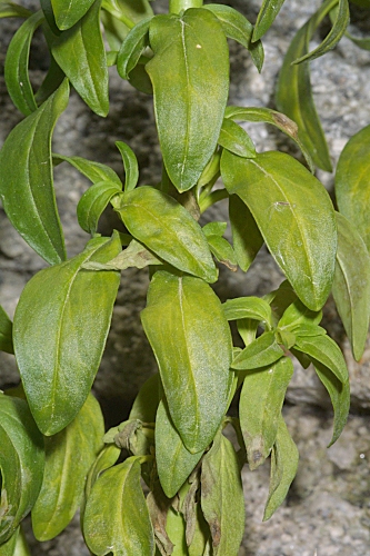 Antirrhinum braun-blanquetii Rothm.