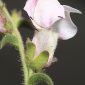 Antirrhinum hispanicum Chav.