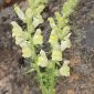Antirrhinum meonanthum Hoffmanns. & Link