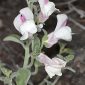 Antirrhinum pulverulentum Lázaro Ibiza