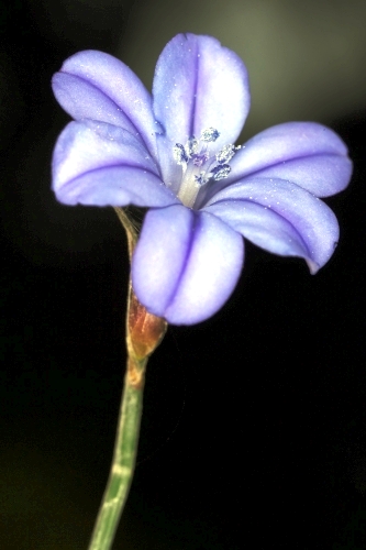Aphyllanthes monspeliensis L.