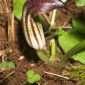 Arisarum simorrhinum Durieu