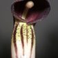 Arisarum simorrhinum Durieu