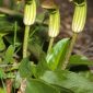 Arisarum vulgare Targ.-Tozz.