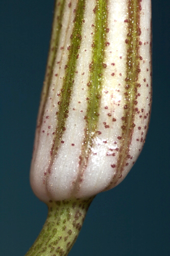 Arisarum vulgare Targ.-Tozz.