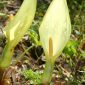 Arum italicum Mill.