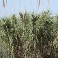 Arundo donax L.