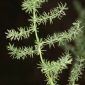 Asparagus acutifolius L.