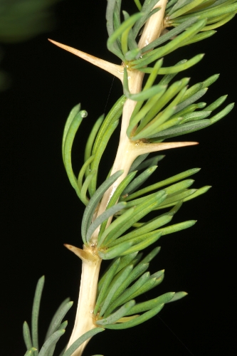 Asparagus albus L.