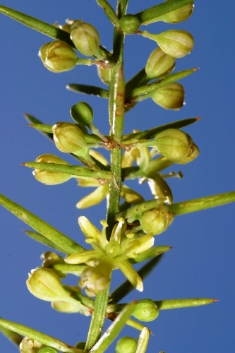 Asparagus horridus L.