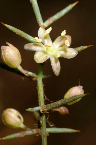 Asparagus horridus L.