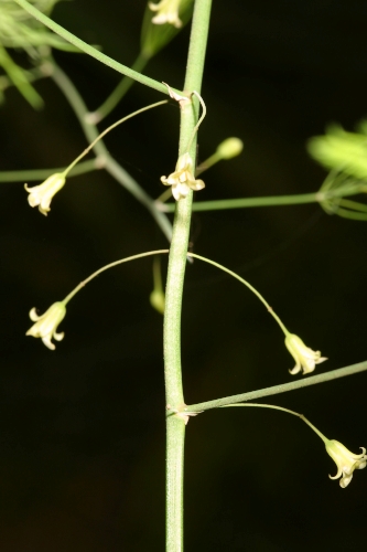 Asparagus officinalis L.