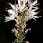 Asphodelus albus subsp. villarsii (Verlot ex Billot) B. K. Richardson & Smythies