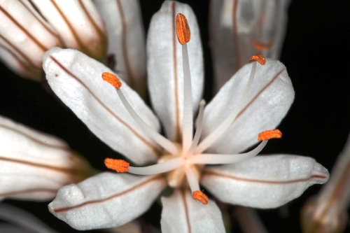 Asphodelus albus subsp. villarsii (Verlot ex Billot) B. K. Richardson & Smythies