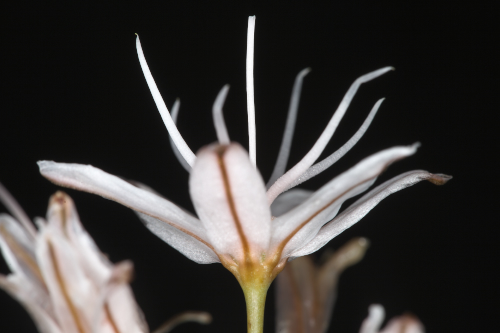 Asphodelus albus subsp. villarsii (Verlot ex Billot) B. K. Richardson & Smythies