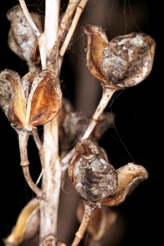 Asphodelus ramosus L.