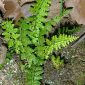 Asplenium billotii F.W. Schultz