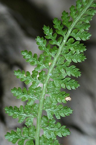 Asplenium fontanum subsp. fontanum (L.) Bernh.