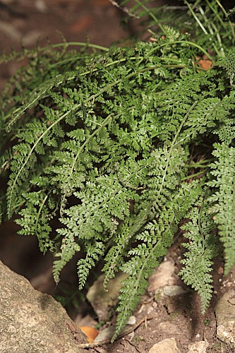 Asplenium fontanum subsp. fontanum (L.) Bernh.