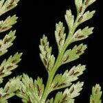 Asplenium onopteris L.