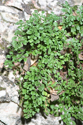 Asplenium ruta-muraria subsp. ruta-muraria L.
