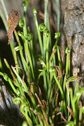Asplenium septentrionale subsp. septentrionale (L.) Hoffm.