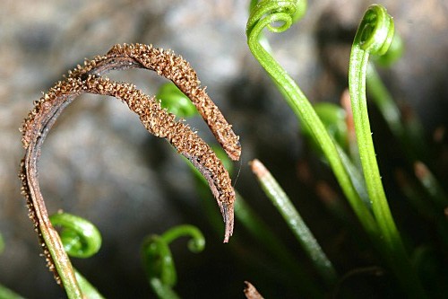 Asplenium septentrionale subsp. septentrionale (L.) Hoffm.