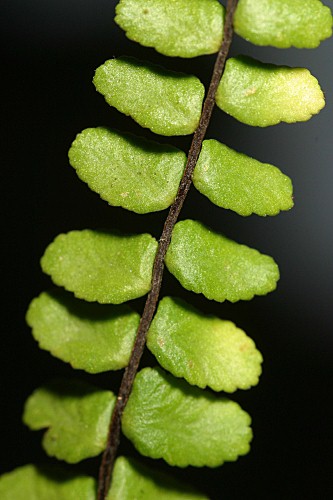 Asplenium trichomanes subsp. quadrivalens D.E. Mey.