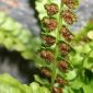 Asplenium viride Huds