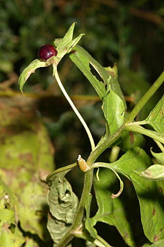 Atropa belladona L.