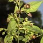 Atropa belladona L.