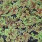 Azolla filiculoides Lam.