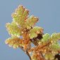 Azolla filiculoides Lam.