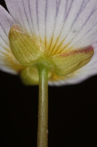 Baldellia ranunculoides (L.) Parl.