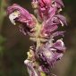 Bartsia aspera Brot. ex Lange
