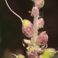 Bartsia aspera Brot. ex Lange