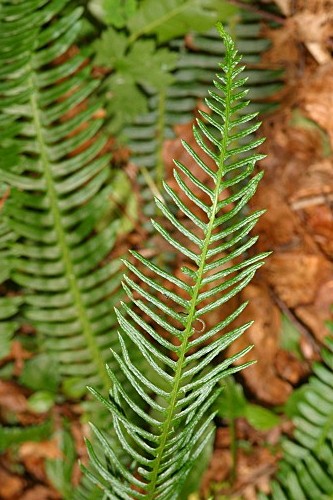 Blechnum spicant subsp. spicant (L.) Roth
