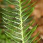 Blechnum spicant subsp. spicant (L.) Roth