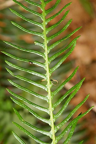 Blechnum spicant subsp. spicant (L.) Roth