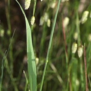 Briza maxima L.