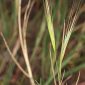 Bromus diandrus Roth